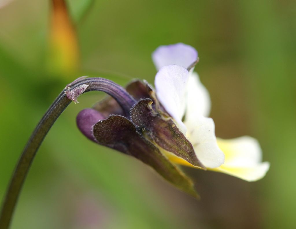 Viola tricolor / Viola del pensiero